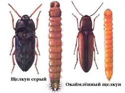 Фото жук-щелкун, проволочник 
